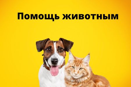 Животные Ашкелона