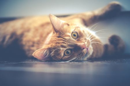 Кошка